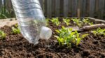 Jardin : cette astuce avec une simple bouteille empêche vos jeunes plants de griller sans les arroser tous les jours
