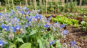 Jardin : cette fleur bleu azur affole les abeilles et revient chaque année toute seule, les experts l&rsquo;adorent