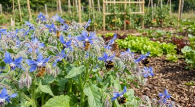Jardin : cette fleur bleu azur affole les abeilles et revient chaque année toute seule, les experts l&rsquo;adorent