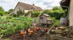 Jardin éco-responsable : ce couple de retraités révèle l&rsquo;organisation poulailler-potager à copier dès maintenant