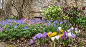 Jardin fleuri sans interruption : ces trois plantes rustiques font le travail, à condition d’éviter cette erreur