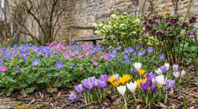 Jardin fleuri sans interruption : ces trois plantes rustiques font le travail, à condition d’éviter cette erreur