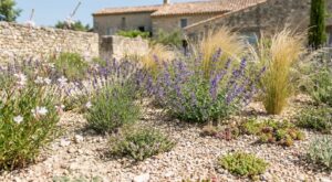 Jardin grillé, restrictions d’eau : cette règle 3-2-1 avec 6 vivaces colorées met fin à l’arrosage tout l’été