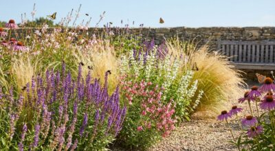 Jardin sec : cette vivace mellifère bat la lavande, attire des nuées d’abeilles et séduit tous les paysagistes
