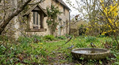 Jardiniers : continuer à nourrir les oiseaux après ce moment du printemps peut tuer leurs petits