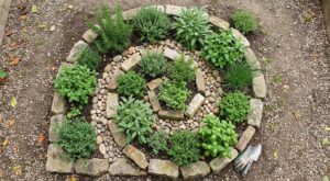 Je n’avais que 2 m² : cette astuce de permaculture a remplacé tout mon potager, tous les jardiniers devraient la copier