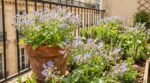 Je ne plante plus que cette plante bleue : elle pousse à toute vitesse en pot comme au jardin et affole les abeilles