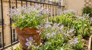 Je ne plante plus que cette plante bleue : elle pousse à toute vitesse en pot comme au jardin et affole les abeilles