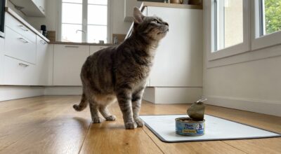 « Je pensais que c’était son instinct » : cette erreur sur le poisson pour chat que les vétos dénoncent