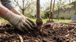 Jeune arbre fruitier qui ne donne rien : cette erreur au ras du sol le jour de la plantation ruine vos récoltes