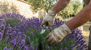 Lavande qui dépérit : cette mauvaise habitude de taille que les pros bannissent juste avant les beaux jours