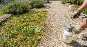 Mauvaises herbes dans vos allées : ce mélange à moins de 2 € les brûle en 24 h, mais mal utilisé il ruine votre sol