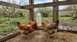 Ne laissez plus vos poules s’ennuyer : ce bricolage malin prolonge leurs repas et calme toute la basse-cour