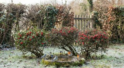 Ne multipliez pas les mangeoires : les vrais amis des oiseaux plantent plutôt ces 3 arbustes à baies