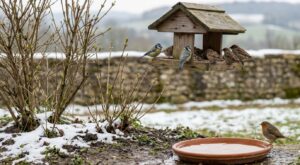 Nourrir les oiseaux en mars : cette erreur que font encore beaucoup de Français les met en danger