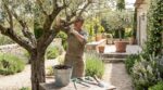 Olivier : ce nettoyage de printemps avant fin avril évite de ruiner sa floraison et votre récolte d&rsquo;olives