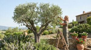 Olivier couvert d’olives : ce geste de taille à faire avant fin avril qui change complètement votre récolte