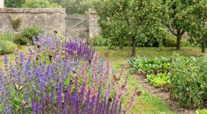 Oubliez la lavande : cette vivace increvable que les anciens plantaient au potager affole les abeilles