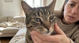 Peau blanche au coin de l’œil de votre chat : ce détail clé qui distingue blessure bénigne et vraie maladie