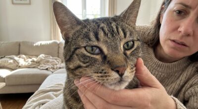 Peau blanche au coin de l’œil de votre chat : ce détail clé qui distingue blessure bénigne et vraie maladie
