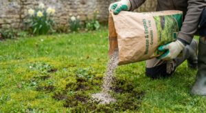 Pelouse envahie de mousse : ce sac à 44 € chez Truffaut promet de la sauver en une seule application