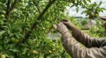 Pièges à phéromones : ce placement précis dans votre verger bloque les vers tout l’été dans vos pommes et poires