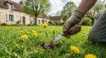 Pissenlits dans le gazon : cette erreur pour une pelouse impeccable abîme tout, voici ce qu’il faut faire à la place
