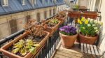 Plantées trop tôt au balcon, ces fleurs colorées meurent en quelques semaines : évitez cette erreur au printemps