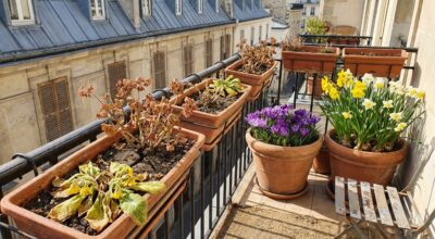 Plantées trop tôt au balcon, ces fleurs colorées meurent en quelques semaines : évitez cette erreur au printemps