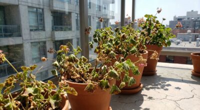 Plein soleil : cette star des jardinières grille sur votre balcon sud et l&rsquo;erreur peut vous coûter cher