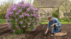 Pommes de terre : cet arbuste printanier et parfumé indique le vrai moment pour les planter sans tout gâcher
