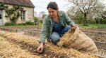 Pommes de terre précoces : cette méthode de plantation vous évite d’arroser tout l’été sans effort