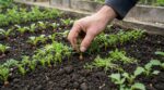 Potager : ce geste de mars que la plupart des jardiniers zappent, sans lui vos légumes resteront minuscules