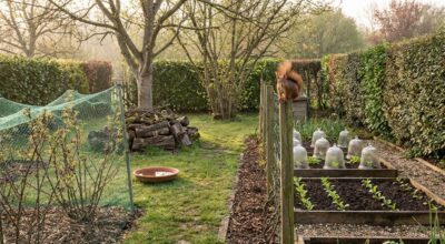 Potager : cette méthode pour attirer les écureuils chez vous change tout pour vos récoltes ce printemps, sans dégâts