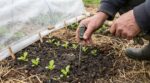 Potager : réglez ce paramètre invisible en mars, sinon vous ratez 8 légumes primeurs en mai