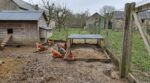 Poules au jardin en mars : ces pièges invisibles avant d’acheter un poulailler laissent vos poules malades