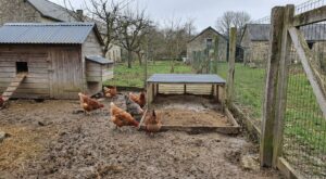 Poules au jardin en mars : ces pièges invisibles avant d’acheter un poulailler laissent vos poules malades