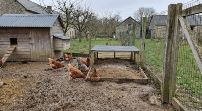 Poules au jardin en mars : ces pièges invisibles avant d’acheter un poulailler laissent vos poules malades