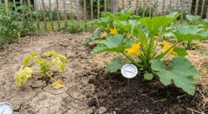 Printemps : ce légume du potager à ne surtout pas planter avant que la terre atteigne 15 °C, sinon la récolte chute