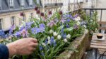 Printemps : tout le monde plante les mêmes fleurs, ces 5 bulbes méconnus à planter in extremis vont changer votre jardin