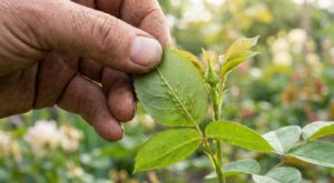 Pucerons sur vos rosiers : ce réflexe tout bête à chaque passage évite l’invasion en quelques secondes