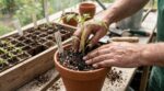 Repiquage en mars : ce minuscule réglage au niveau de la tige qui empêche vos plants de pourrir en quelques jours