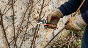 Rosier grimpant : ce geste de taille en hiver que beaucoup ratent et qui gâche toute la floraison d’été