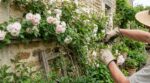 Rosier grimpant : cette erreur de taille en mars condamne votre floraison, les pépiniéristes font ce geste oublié