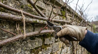 Rosier grimpant : cette taille simple mais millimétrée à faire maintenant pour couvrir votre mur de fleurs
