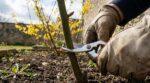 Rosiers : cette coupe « coup de boost » en mars que les jardineries jugent cruciale pour éviter des massifs tristes