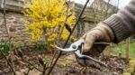 Rosiers : cette erreur de calendrier ruine vos fleurs, voici le seul moment où il faut vraiment les tailler