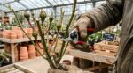 Rosiers : cette taille de mars utilisée en jardinerie booste la floraison mais peut tout gâcher si vous l’imitez mal