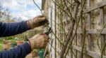Rosiers grimpants : en mars, cette manie avec le sécateur peut faire disparaître toute la floraison