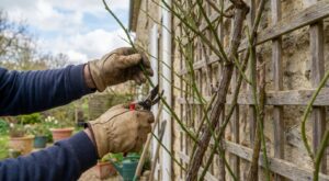 Rosiers grimpants : en mars, cette manie avec le sécateur peut faire disparaître toute la floraison